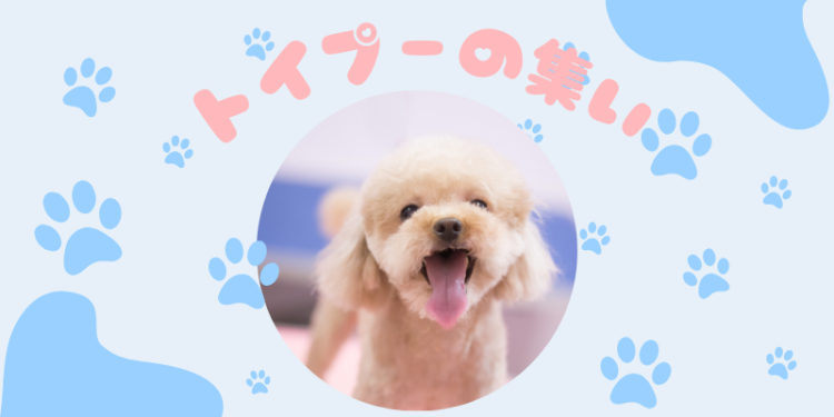 カワイイがいっぱい！ワンダーランド